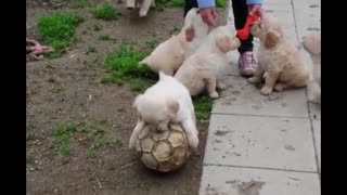 Adorable Golden Retriever puppies play with soccer ball