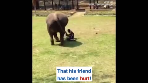 Elephant rushes to save care_taker in danger