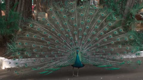 peacock beauty - peacock, beauty of tharparker