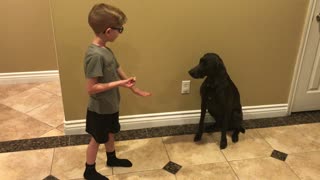 Boy trains dog new tricks!