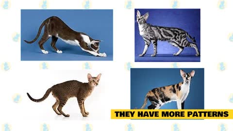 Fun Facts & Myths: Oriental Shorthair Cats