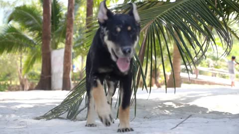 Funny Dog Relaxing Under Palm Tree on Beach