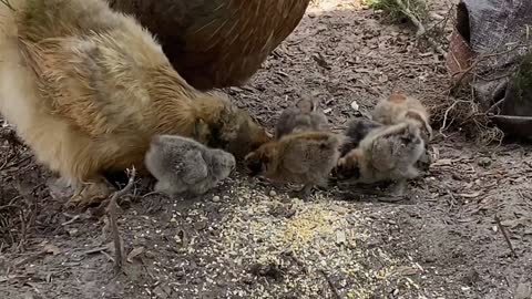 More baby chicks!! Deworming Sadie too!