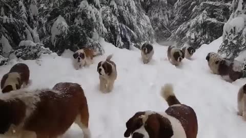 Beautiful Dogs in Snow