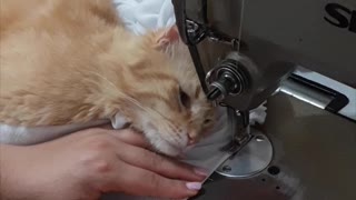 Kitty Loves the Sewing Machine