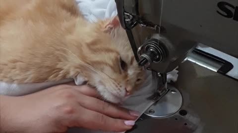 Kitty Loves the Sewing Machine