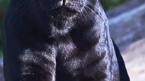 The Black Panther Warning animal species threatened witj extinction .