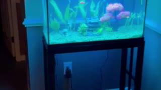 Fish tank