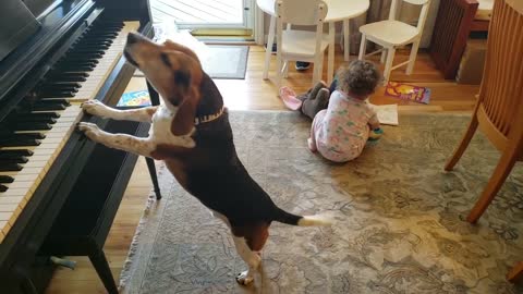 THE MOST AMAZING VIDEO IN INTERNET HISTORY !!! Look at this. Dog Plays Piano and Sings