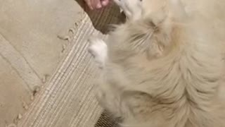 dog licks and massages feet of owner completely in love