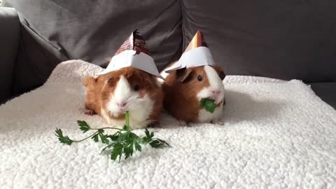Adorable little guinea pigs enjoy a snack