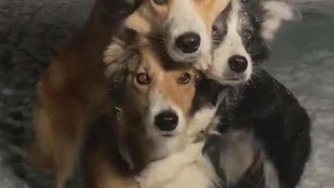 These three dogs are so cute when they pose
