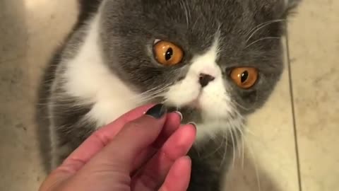 Cat humorously grunts in excitement for treat