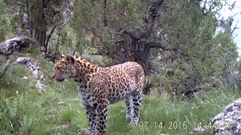 Snow leopard and North Chinese Leopard trapped in camera