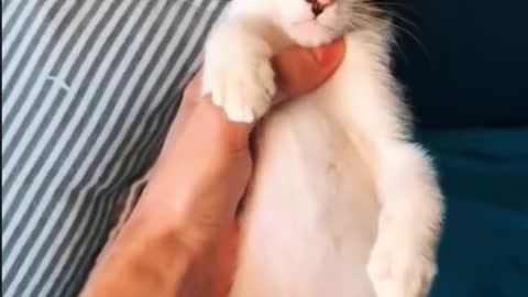 Funny Kitten Video Episode III