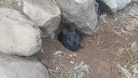 little black rabbit