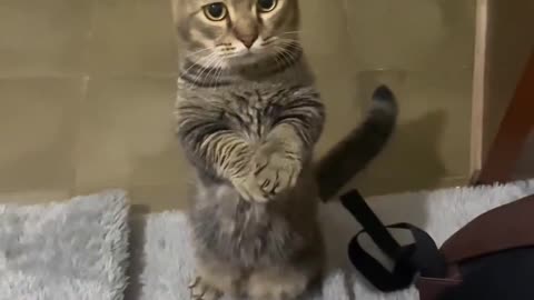 #Cute Cat Begging for some cat food.