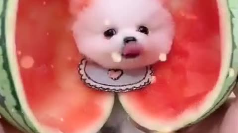 Poofy Watermelon Dog