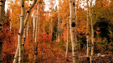 Birch Autumn Trees