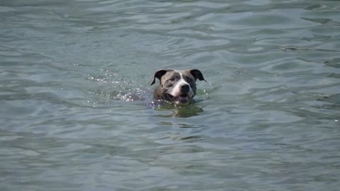 American Staffordshire terrier swimming in a laker