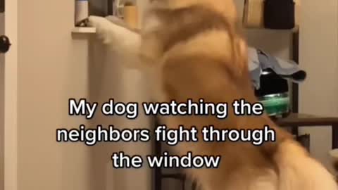 Dog Watching Neighbour's Fight Through Window