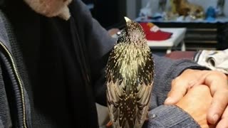 Bird Trained to Whistle a Tune