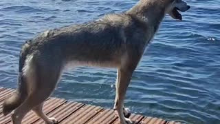 2022 Swiming with a Wolfdog