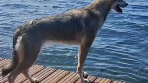 2022 Swiming with a Wolfdog