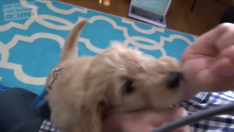 How to train a puppy!