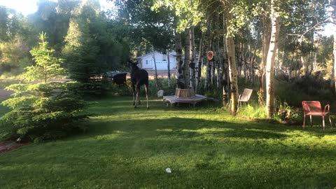 Young Moose Cools off in Sprinklers