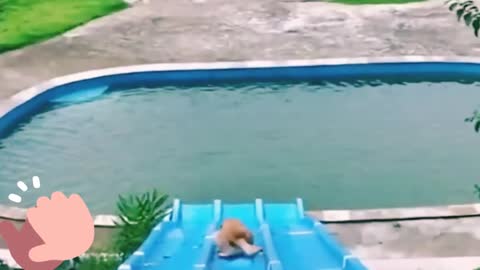Funniest dog is entertaining at swimming pool