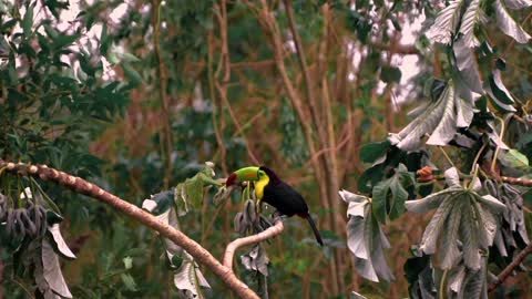 Breathtaking Colorful Birds of the Rainforest2 clips.UCJXQF