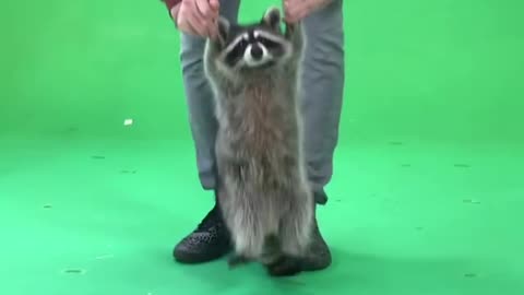 Raccoon Loves to Jump