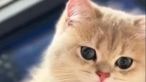 Cute cat😍