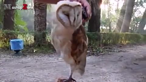 Owl - A Funny Owls And Cute Owls funny