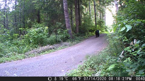 Bear casually strolls past this person on the path