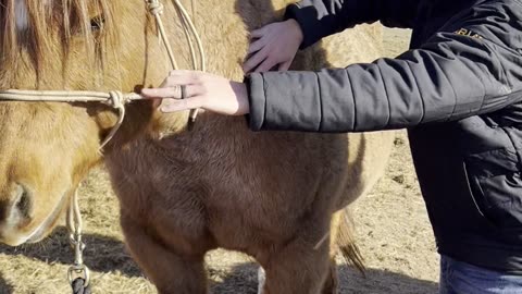 24 year old horse get's adjusted by Dr. Whitley !!