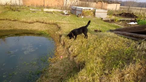 Adorable Puppy Loves Playing With His Toy In The Back Yard - Sunny Morning!