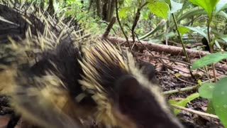 Lowland Streaked Tenrec Makes Rare Stridulation Sounds