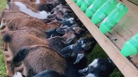 Delicious goat breakfast