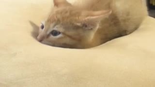 Kitten Gets Comfy On Cushion