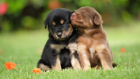 Cute puppies