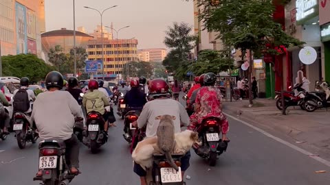 Saigon Pups Commute On Scooter