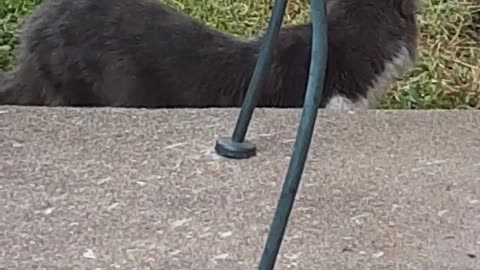 My Kitties Having good time being outside in the Yard,and on the Porch..