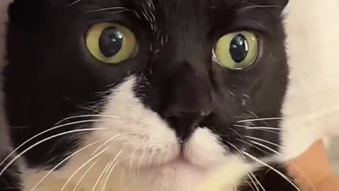 Chow Time: Adorable Cow Cat's Debut