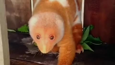 THE SPOTTED CUSCUS