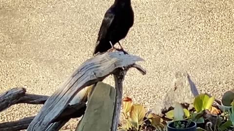 Does anyone know how to tell the sex of this crow?