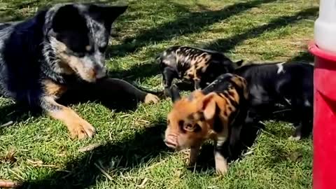 Farm Dog and Piglets Are BFF's 🐶 ♥️ 🐷