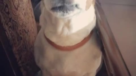 White dog with brown face yawning