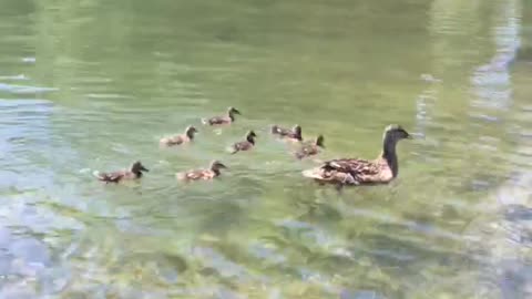 the first brood of Crimean ducklings. mother duck teaches discipline.